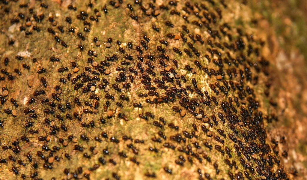 Moving Ants Colony