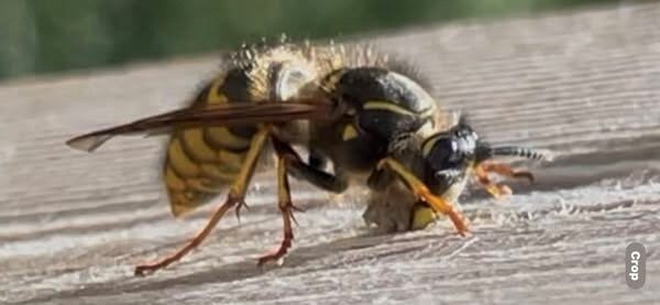 Wasp season 2025