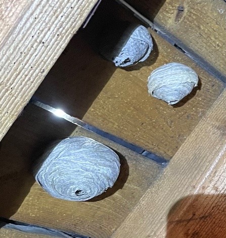 Highland Pest Control in August 2025